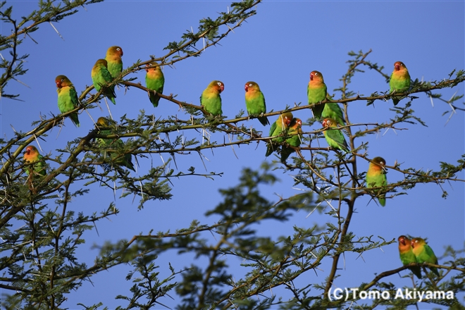 137　ルリゴシボタンインコ　Fischer’s Lovebird