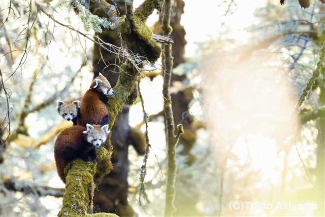 レッサーパンダ　Red Panda