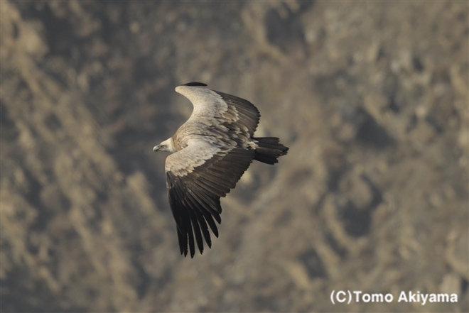 172 ヒマラヤハゲワシ　Himalayan griffon vulture