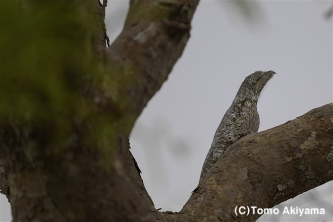 153 オオタチヨタカ　Great Potoo