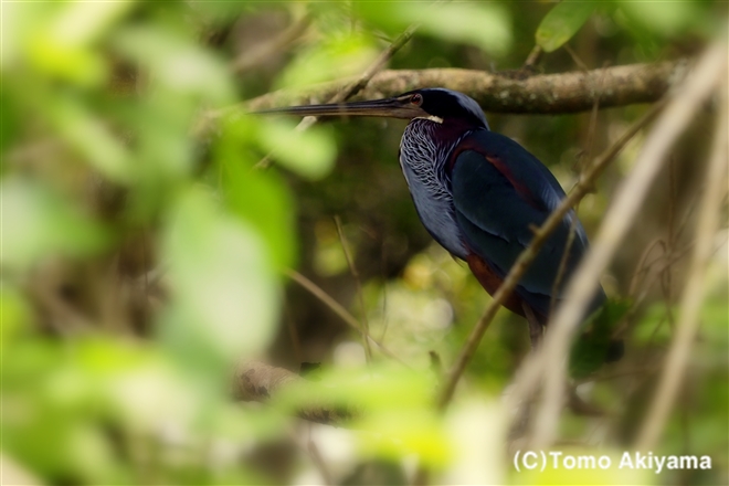 151　アカハラサギ　 Agami Heron