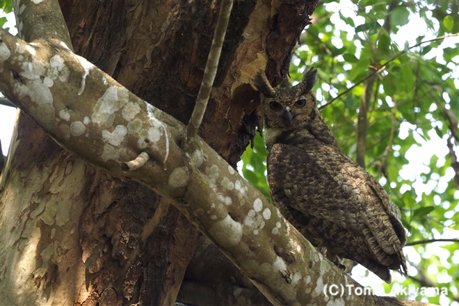 156 アメリカワシミミズク　Great Horned Owl