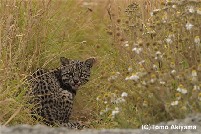 169 ジョフロイネコ　Geoffroy’s Cat