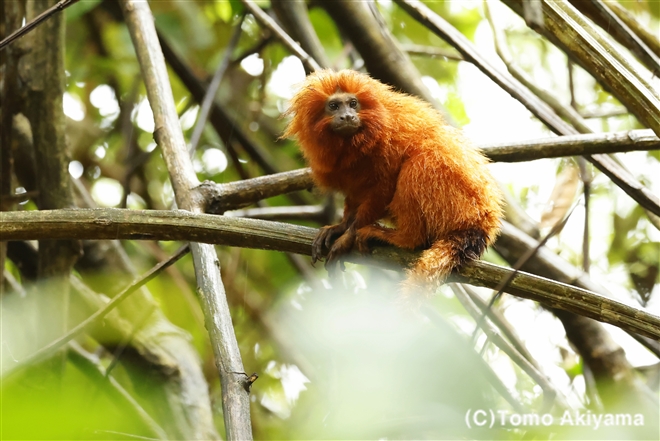 ゴールデンライオンタマリン　Golden Lion Tamarin