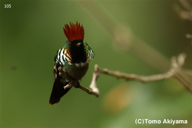 シマカザリハチドリ　Frilled Coquette