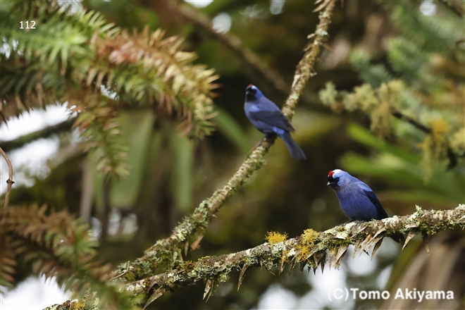 オウカンフウキンチョウ　Diademed Tanager