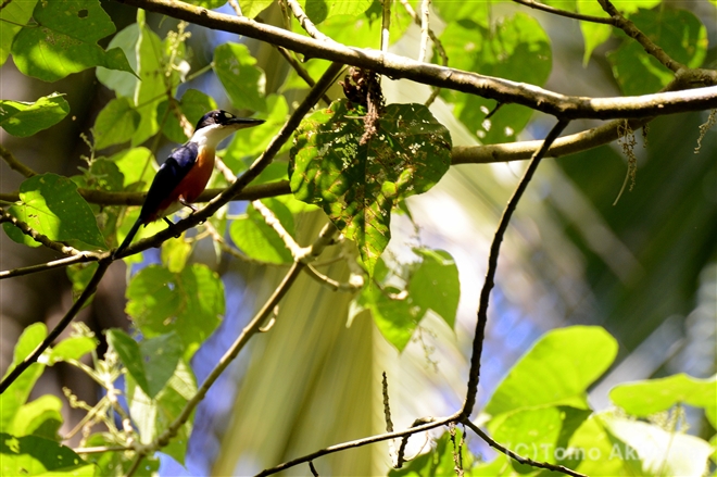 36 クリハラショウビン　Vanuatu Kingfisher