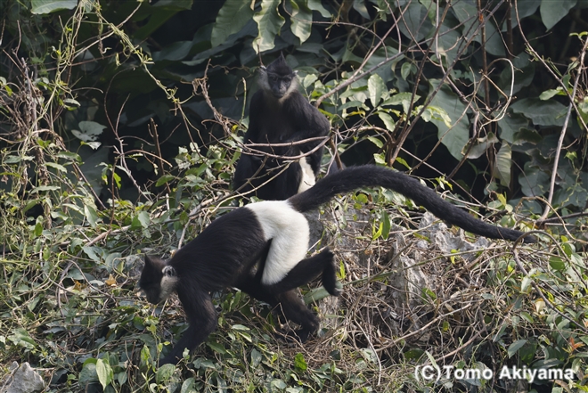 デラクールラングール　Delacour’s Langur