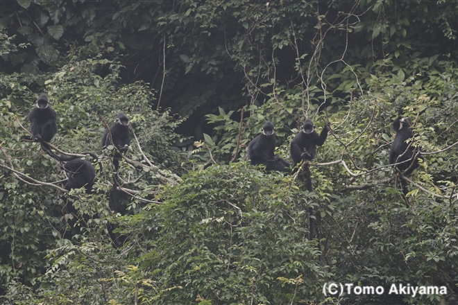 ハティン　ラングール　Hatinh Langur