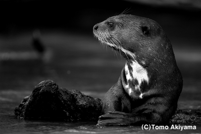 158 オオカワウソ　Giant Otter