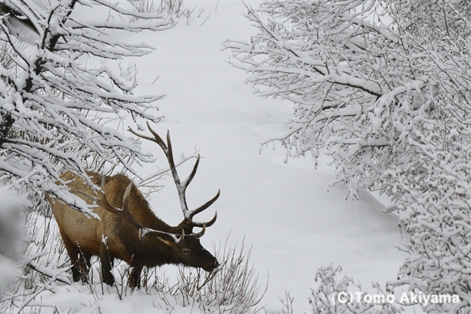 88 アメリカアカシカ　Elk