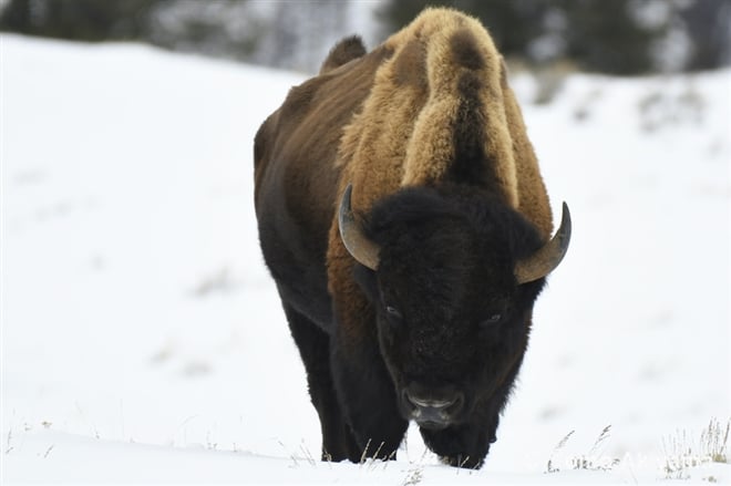 93 アメリカバイソン　American Bison