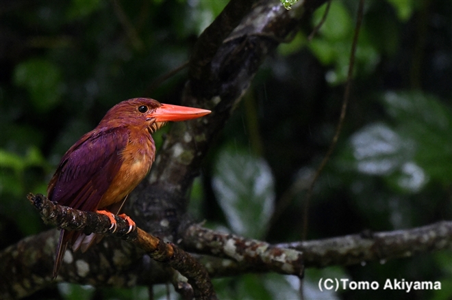 113 アカショウビン（リュウキュウ）　Ruddy Kingfisher