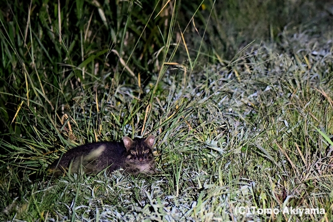 110 イリオモテヤマネコ　Iriomote Wild Cat