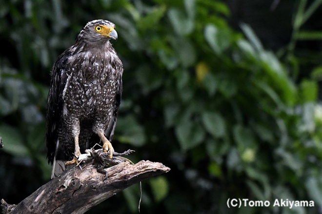 118 カンムリワシ　Crested Serpent Eagle