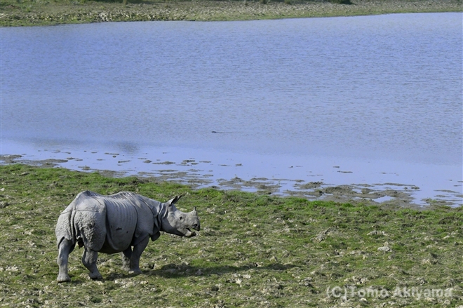 13 インドサイ　Indian Rhinoceros