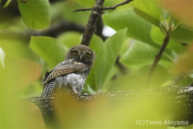 61 モリスズメフクロウ　Jungle　Owlet