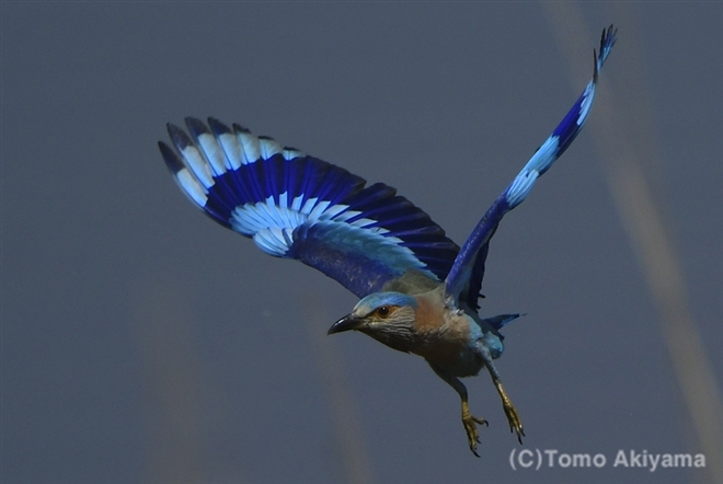 32 インドブッポウソウ　Indian Roller