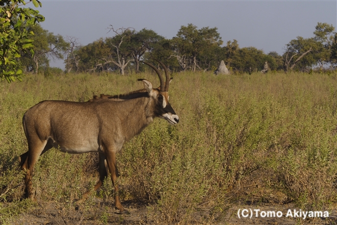 142　ローンアンテロープ　Roan Antelope