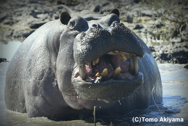 100　カバ　Hipopotamus