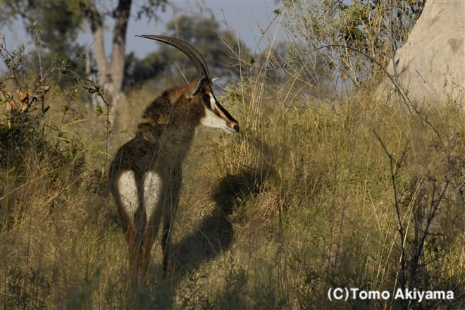 122 セーブル　アンテロープ　Sable Antelope