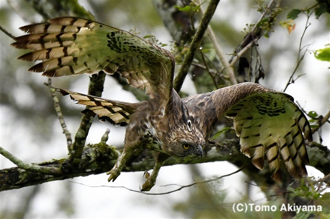 101 カワリクマタカ　Changeable Hawk-Eagle