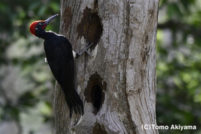 105 キタタキ　White-bellied Woodpecker