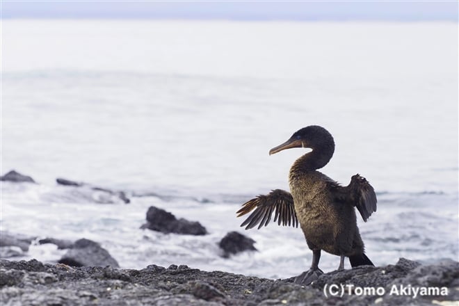 140 ガラパゴスコバネウ　Galapagos Flightless Cormorant