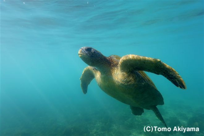 150 アオウミガメ　Green Sea Turtle