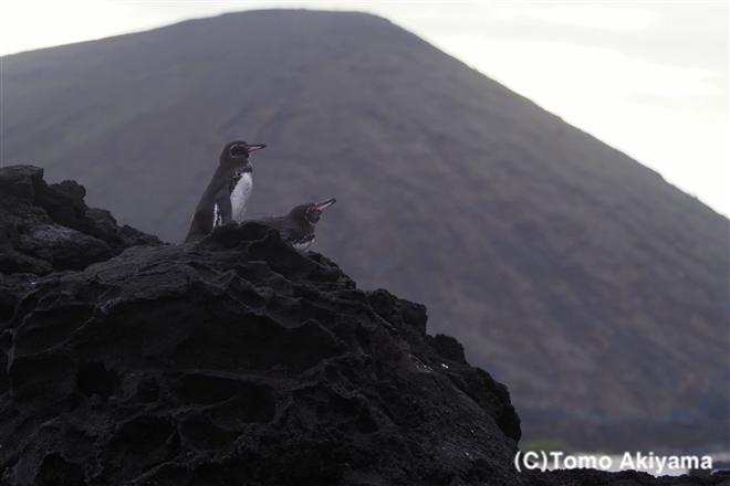 141 ガラパゴスペンギン　Galapagos Penguin