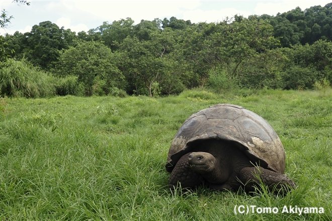 136 ガラパゴスゾウガメ　Galapagos Giant Tortoises