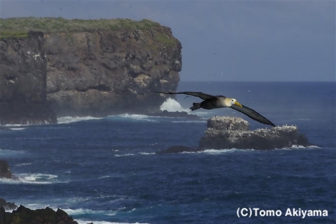 146 ガラパゴスアホウドリ　Galapagos Albatross