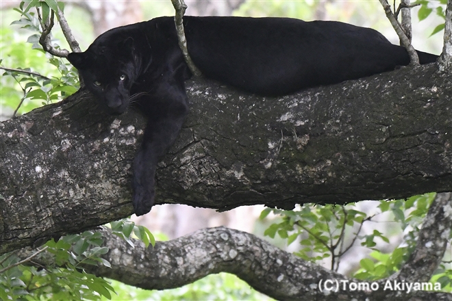 97　クロヒョウ　Black Panther(Leopard)