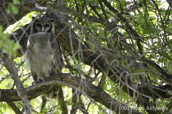 48 クロワシミミズク　Verreaux’s Eagle-owl