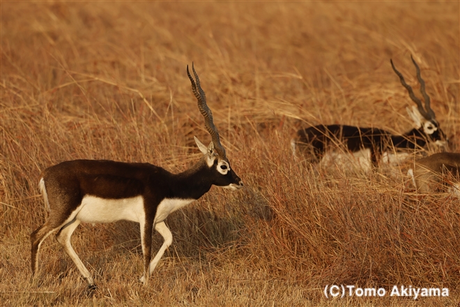 羚羊 – 「Wildlife Photo Journal」動物スペシャリスト・秋山知伸