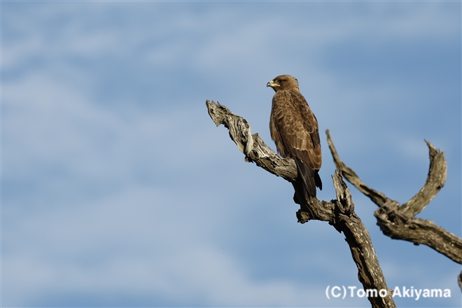 204　ヒメイヌワシ　Wahlberg’s Eagle