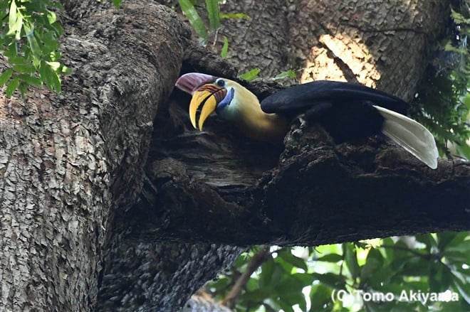 112 アカコブサイチョウ　Knobbed Hornbill