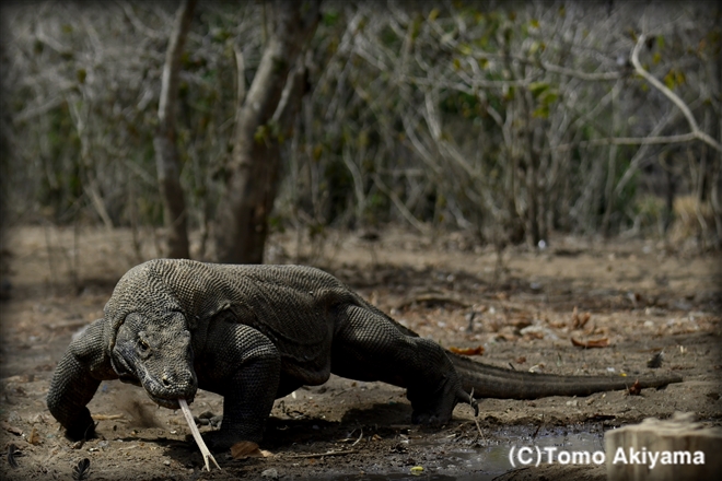 106　コモドオオトカゲ　Komodo Dragon