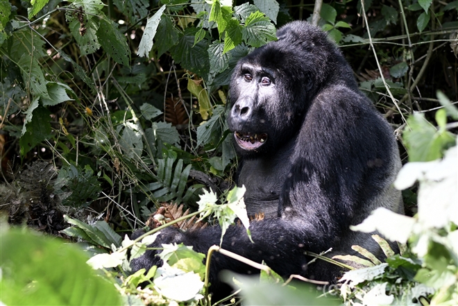 17 マウンテンゴリラ  Mountain Gorilla