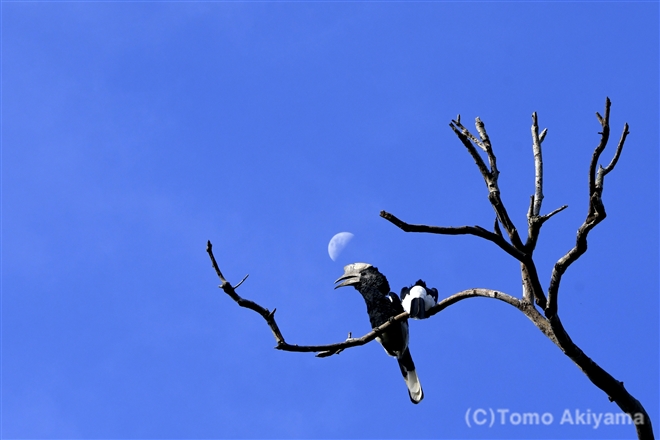 29　ハシダカサイチョウ　Black-and-white-casqued hornbill