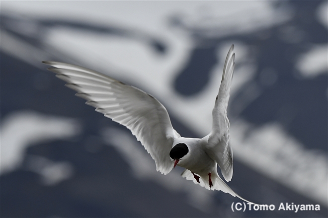 50 キョクアジサシ　Arctic Tern