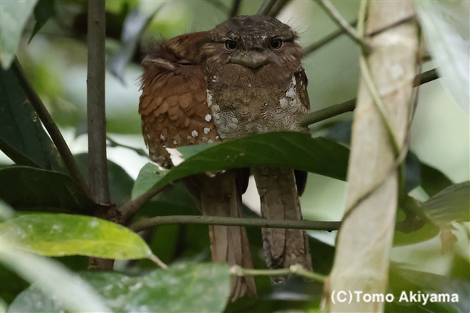 195 セイロンガマグチヨタカ　Sri Lanka Frogmouth