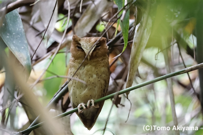 193 セレンディブコノハズク　Serendib Scops Owl