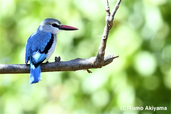 56 セネガルショウビン　Woodland　Kingfisher