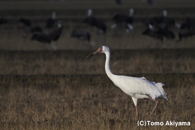 183 ソデグロヅル　Siberian Crane