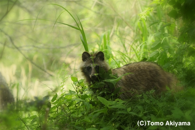 147 タヌキ　Raccoon Dog