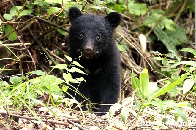 181 ツキノワグマ　Asian Black Bear