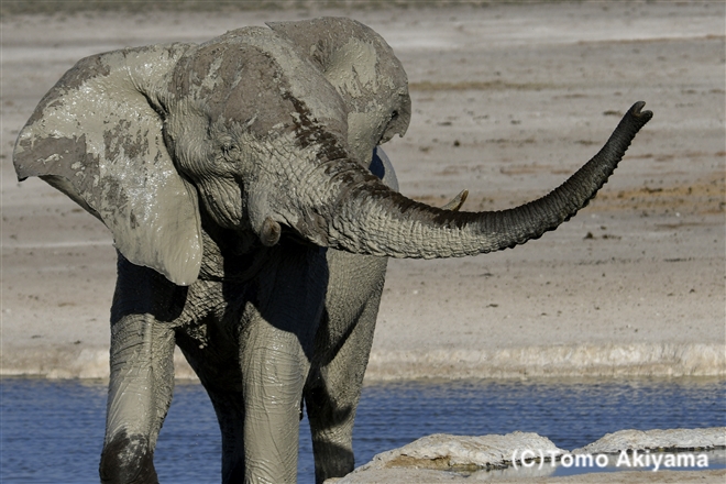 49 アフリカゾウ　African Elephant