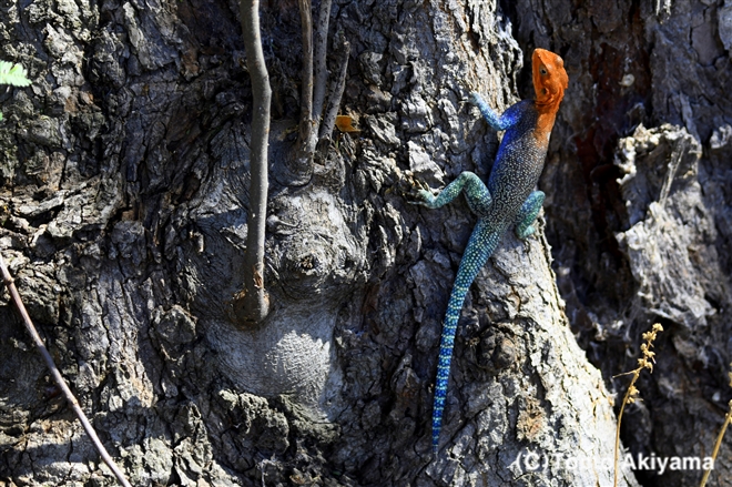 114 レインボーアガマ　Red-headed Rock Agama