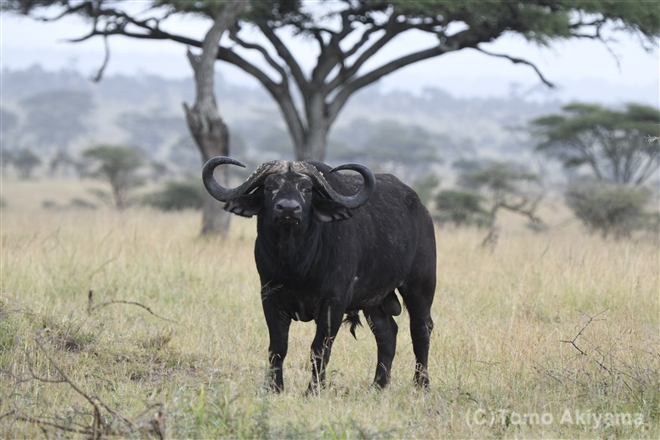 64 アフリカスイギュウ　African Buffalo